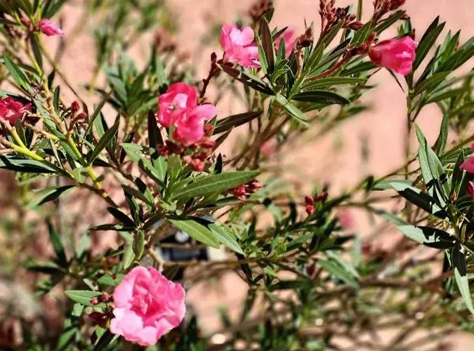 Escale Champetre 31 * Donneville