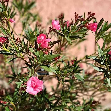 Escale Champetre 31 * Donneville